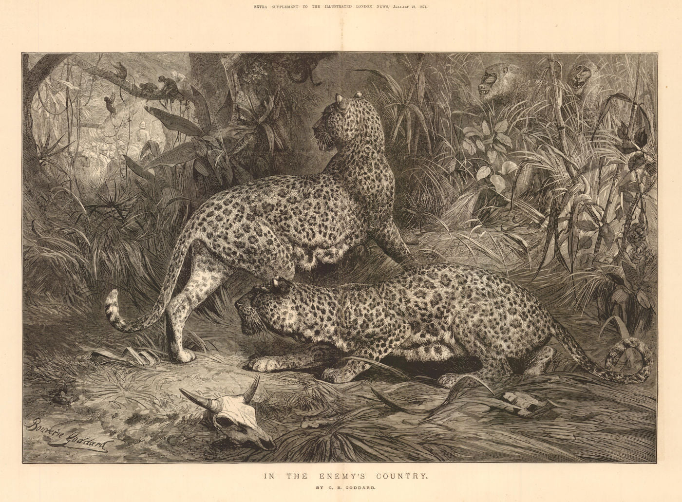 In the Enemy's Country, by GB Goddard. Leopards hunting monkeys 1874 old print